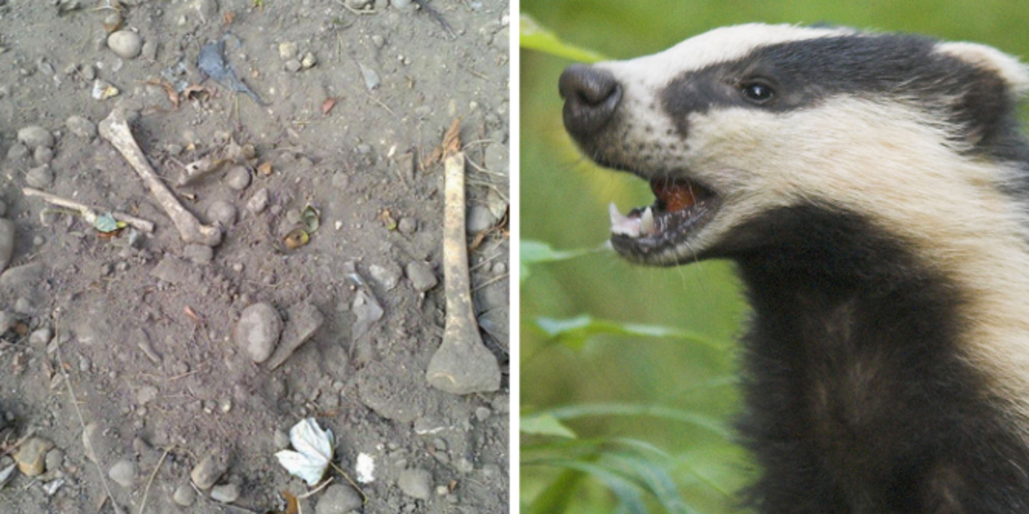 Badgers Are Digging Up Human Remains At A Leicestershire Graveyard And