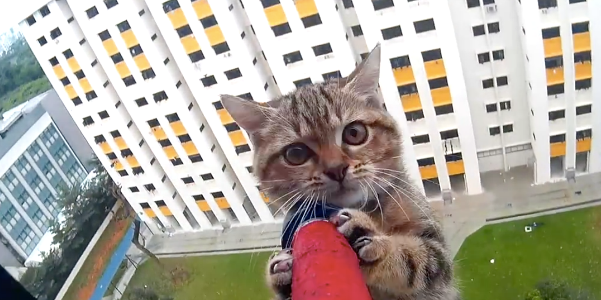 Try Not To Hold Your Breath As This Kitten Is Rescued From A 12thStory