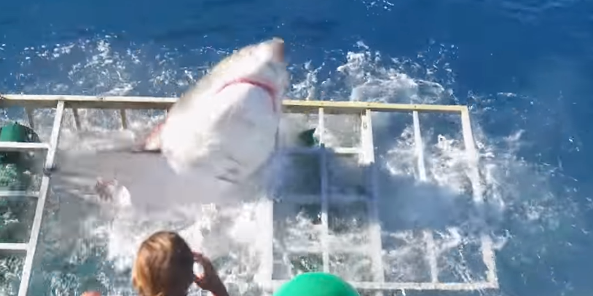Great White Shark Breaks Into 'Shark Proof' Cage As Diver Is Trapped