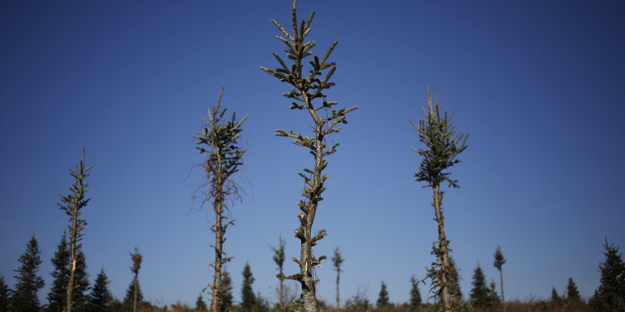 Christmas Trees Are Dying From Drought The Huffington Post
