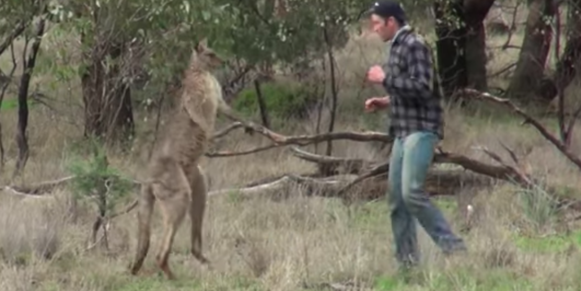 Video Appears To Show Man Punching Kangaroo After Finding It Strangling