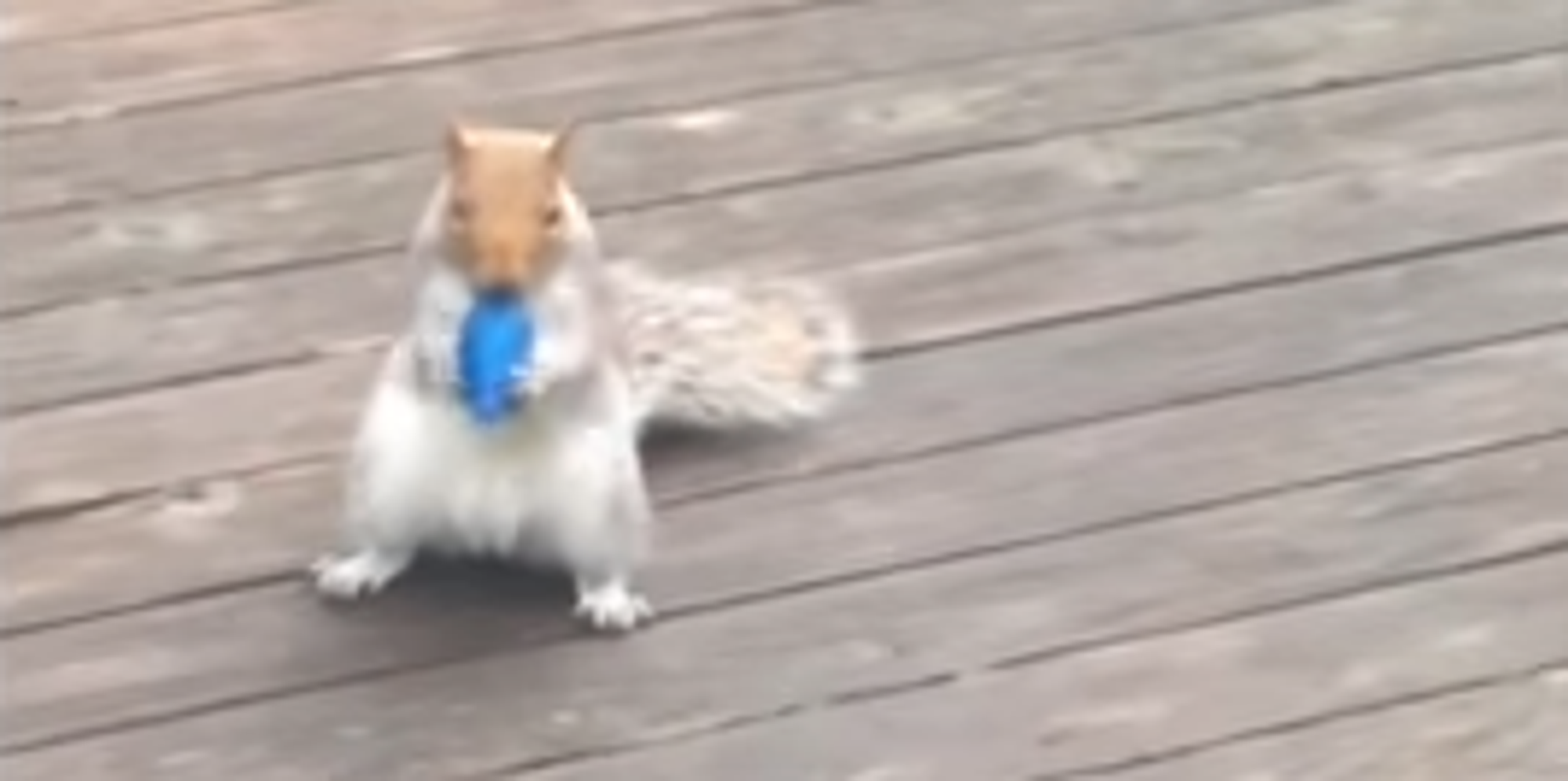 This Thieving Squirrel Is Wanted For Stealing 150 Christmas Lights