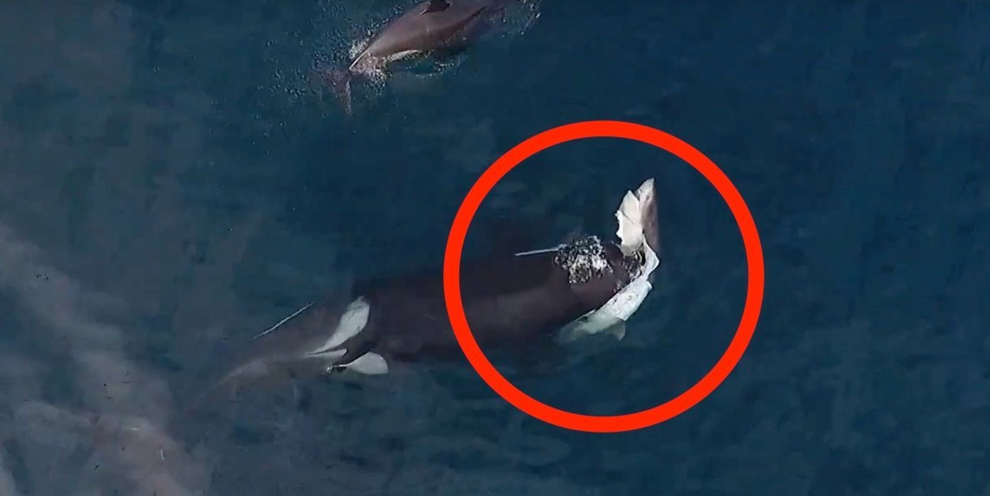 Mysterious Type Of Killer Whale Caught On Video Killing And Eating A