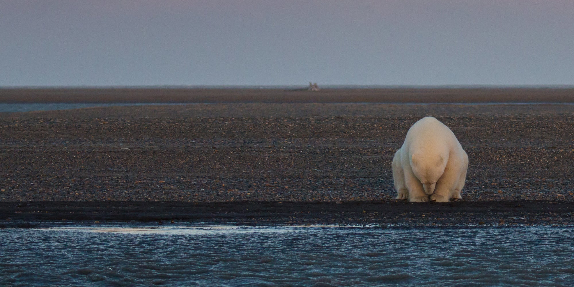 She Went To Alaska To Photograph Polar Bears In Snow, But Found ... - Huffington Post