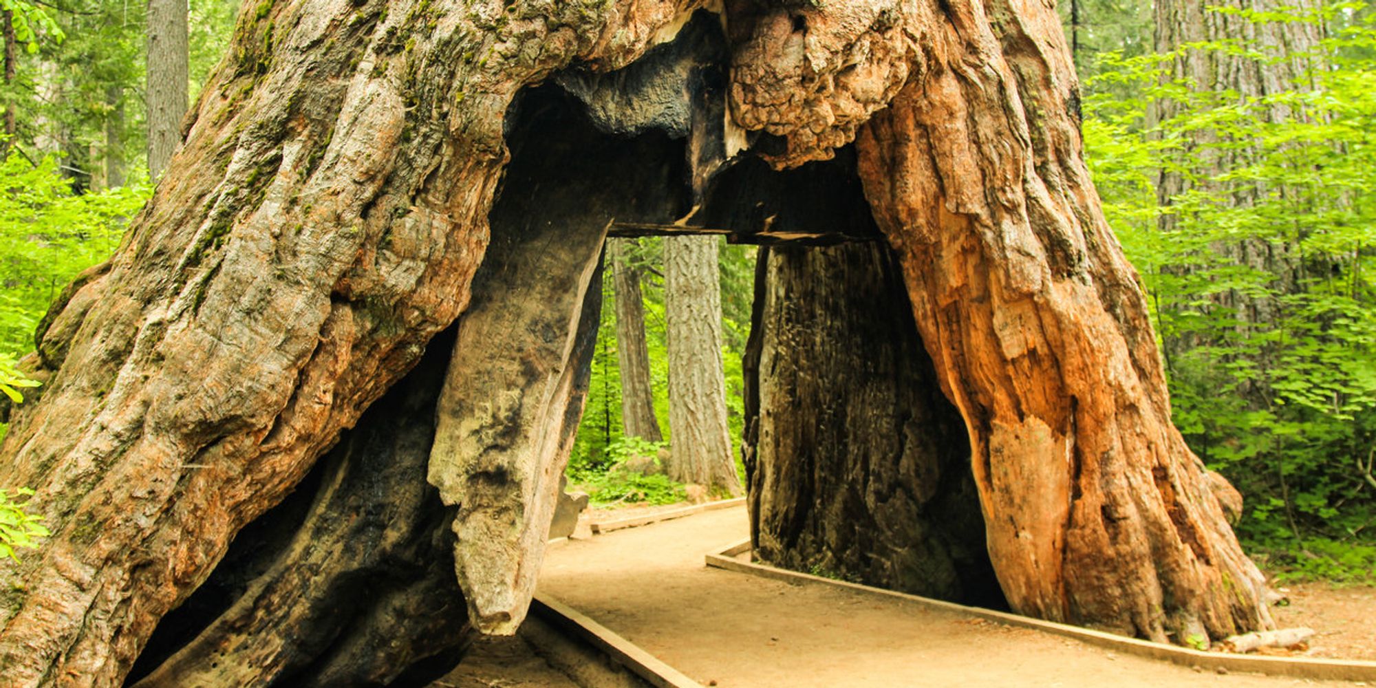 Pioneer Cabin Tree Iconic Giant Sequoia With Tunnel Falls In Storm 