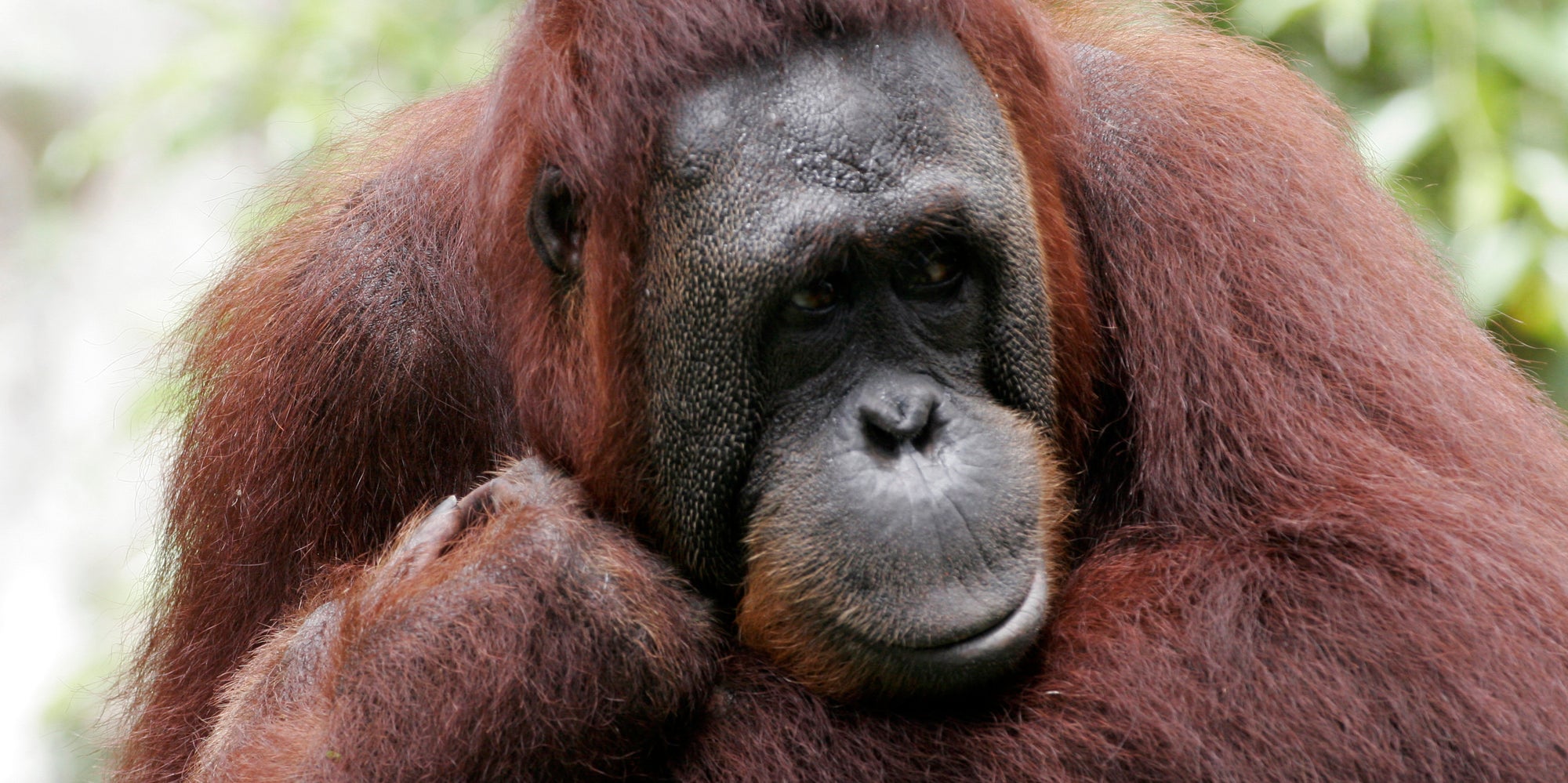 More Than Half Of All Primates Are Nearing Extinction, New Study Says The Huffington Post