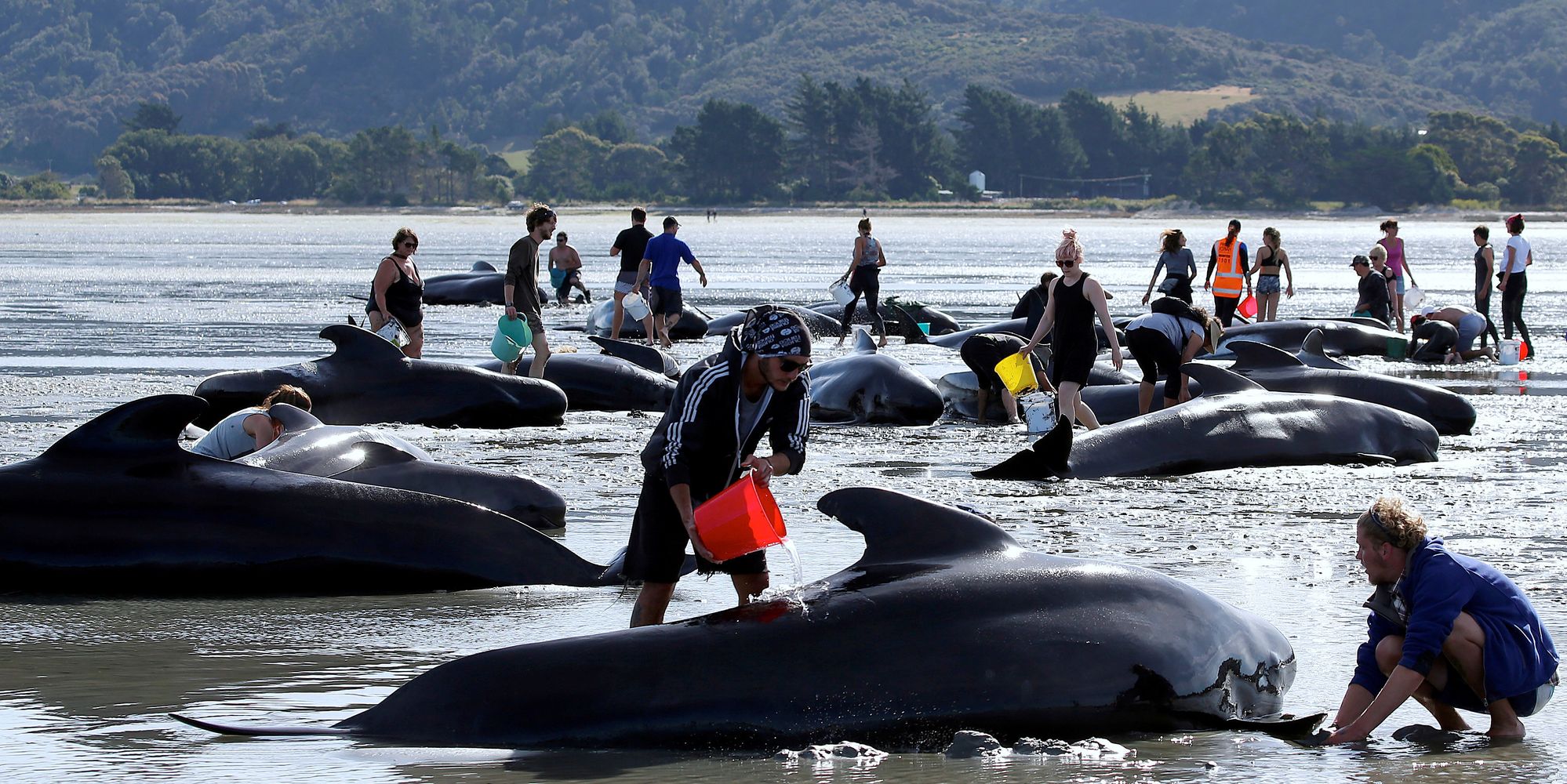 Pilot Whales Stranded In New Zealand Rises To 650 As Intensive Rescue ...