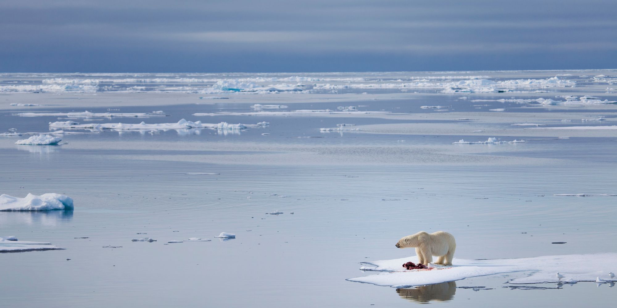 Scientists Have Come Up With A Plan To Manually Refreeze The Arctic ...