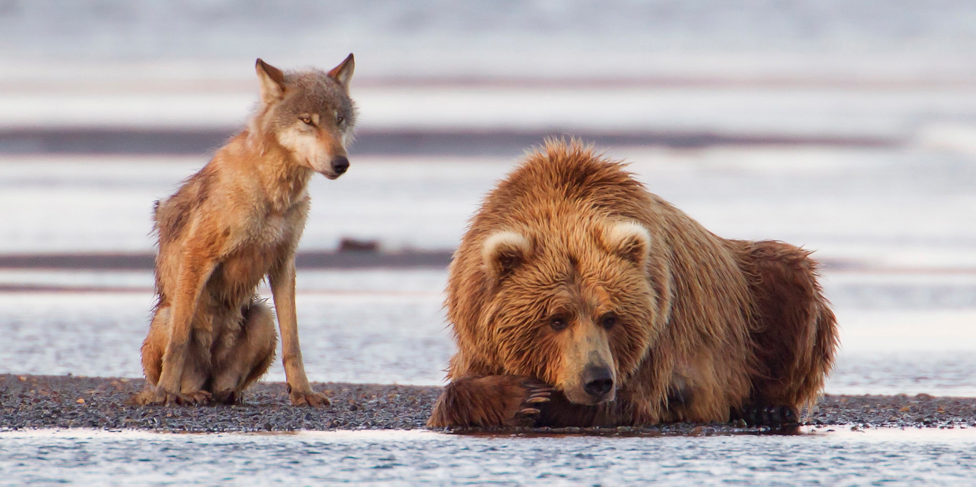 Bill Would Allow Killing Of Bears And Wolves Again On Alaska Wildlife Refuges - Huffington Post