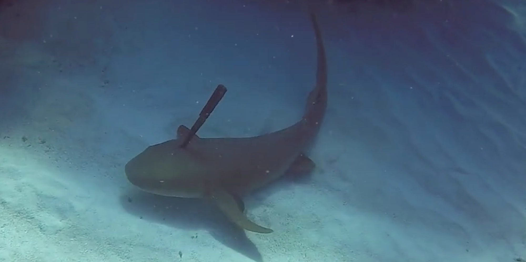 Dive Instructor Rescues Shark With Knife Wedged In Its Head The