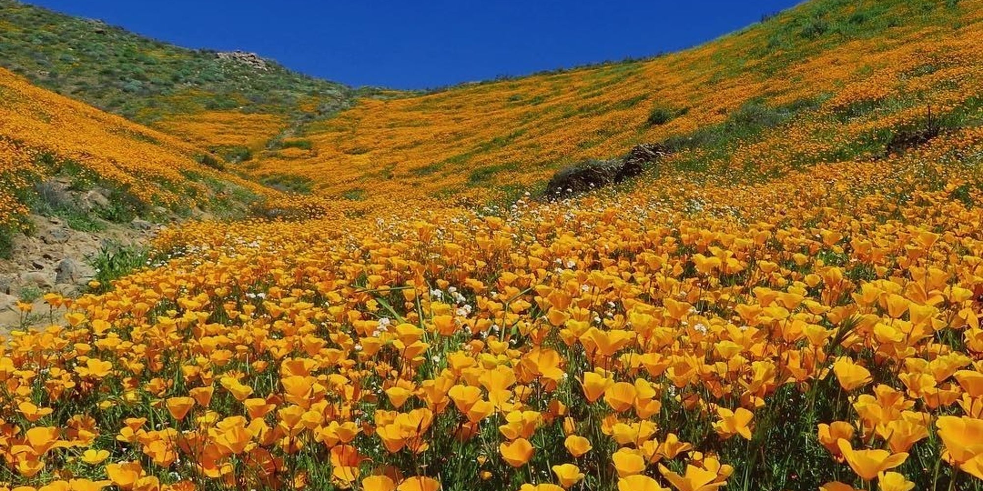 9 Magical Photos Of California’s Wildflower Super Bloom The