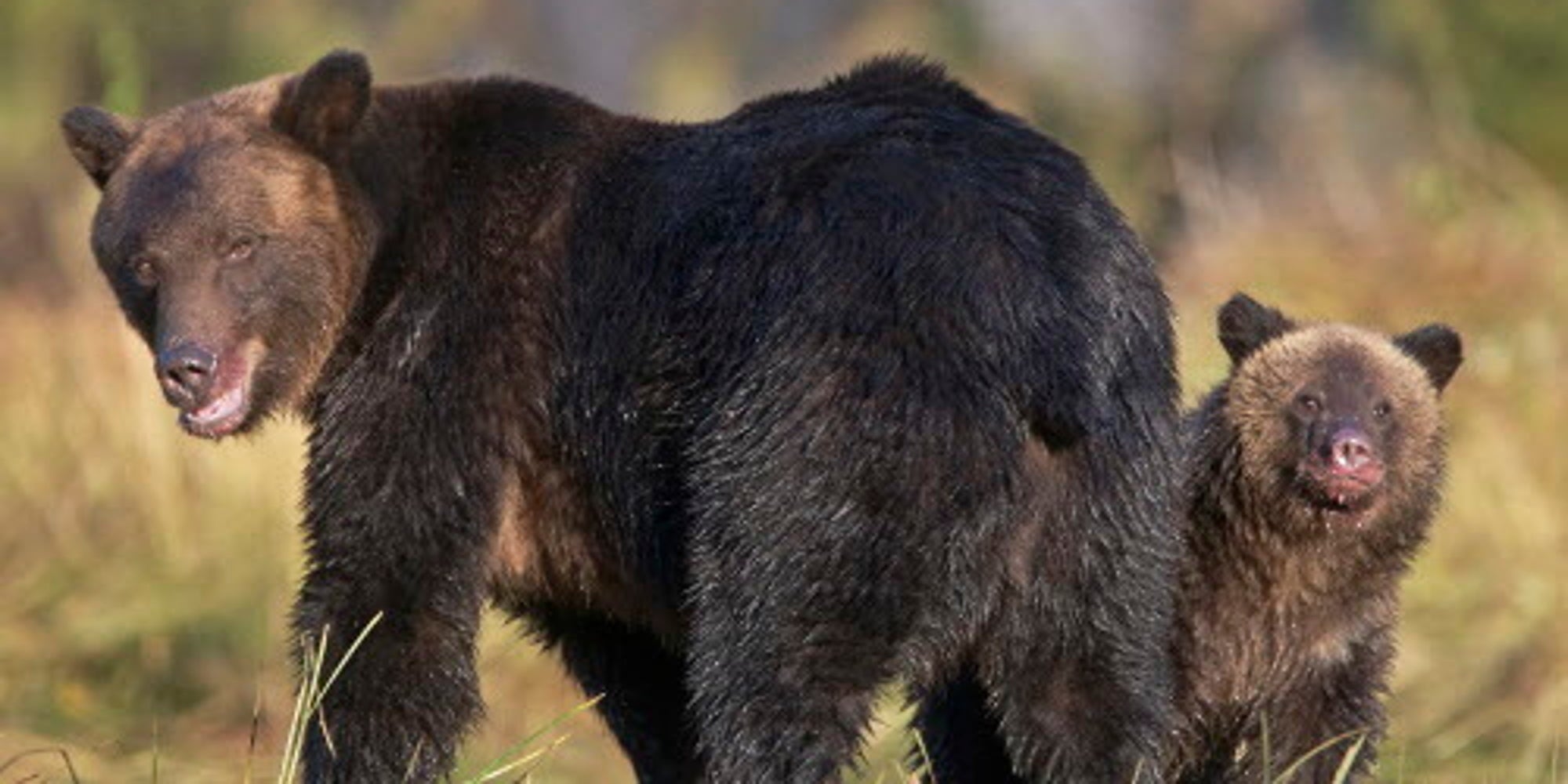 Protect Alaska's Wildlife Refuges - Huffington Post