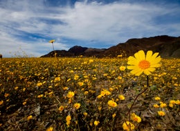 Death Valley Is Having A Rare And Magical 'Super Bloom'