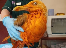 This Seagull Is Now Bright Orange Because It Fell Into A Vat Of Tikka Masala