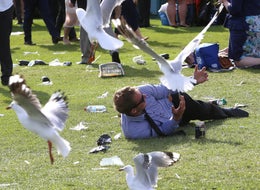 Brits Warned Of Seagulls Across The UK 'Tripping On Acid'