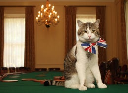 People Are Quite Angry That Larry The Downing Street Cat Didn't Get A Knighthood