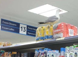 Angry Seagull Forces Cornwall Tesco To Close After Taking Over Pet Food Aisle