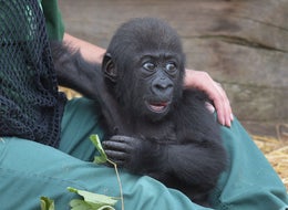 No, A Baby Gorilla In China Probably Hasn't Been Named 'Harambe McHarambeface'
