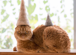 Photographer Makes Hats For His Pet Cats Using Their Own Fur