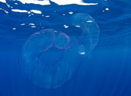 Bizarre 'Alien-Like' Creatures Are Washing Up On A Beach In California