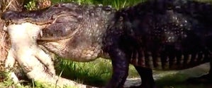 GATOR EATS GATOR