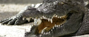 ANIMAL CROCODILE JAWS MOUTH REPTILE TEETH