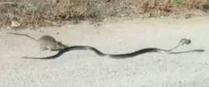 RAT VS SNAKE