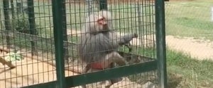 BABOON THROWING POO