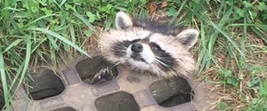 RACCOON RESCUE