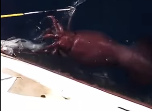 Giant Squid