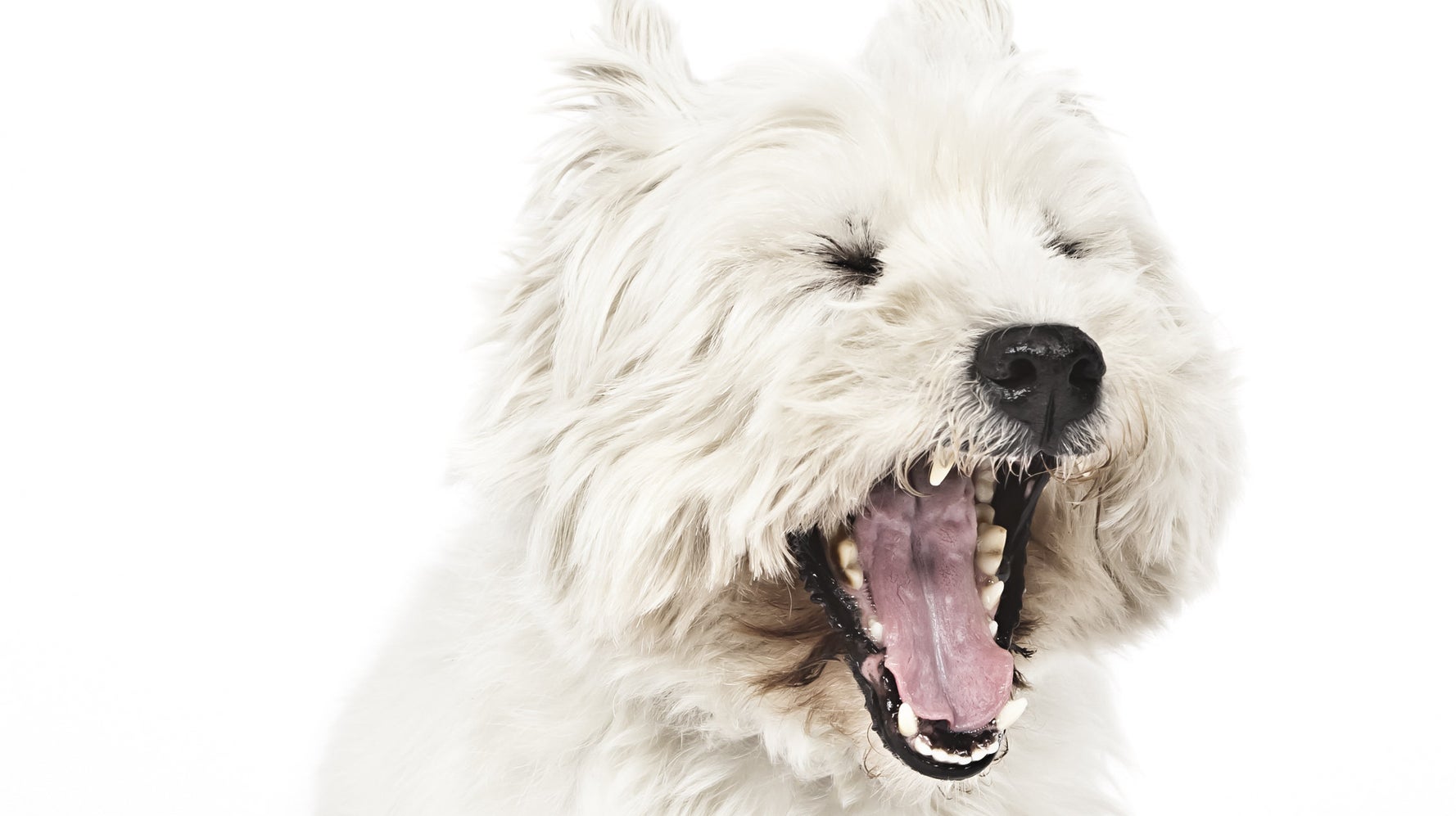 Think Your Types Of Service Dogs Is Safe? 7 Ways You Can Lose It Today Think Your Types Of Service Dogs Is Safe? 7 Ways You Can Lose It Today