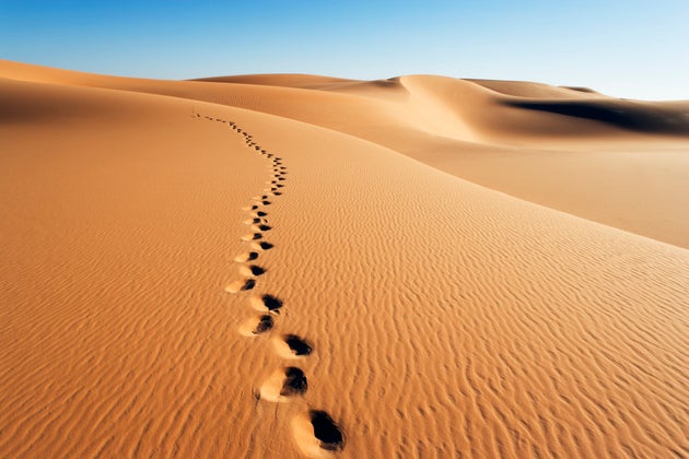 Camels in the Sahara Desert