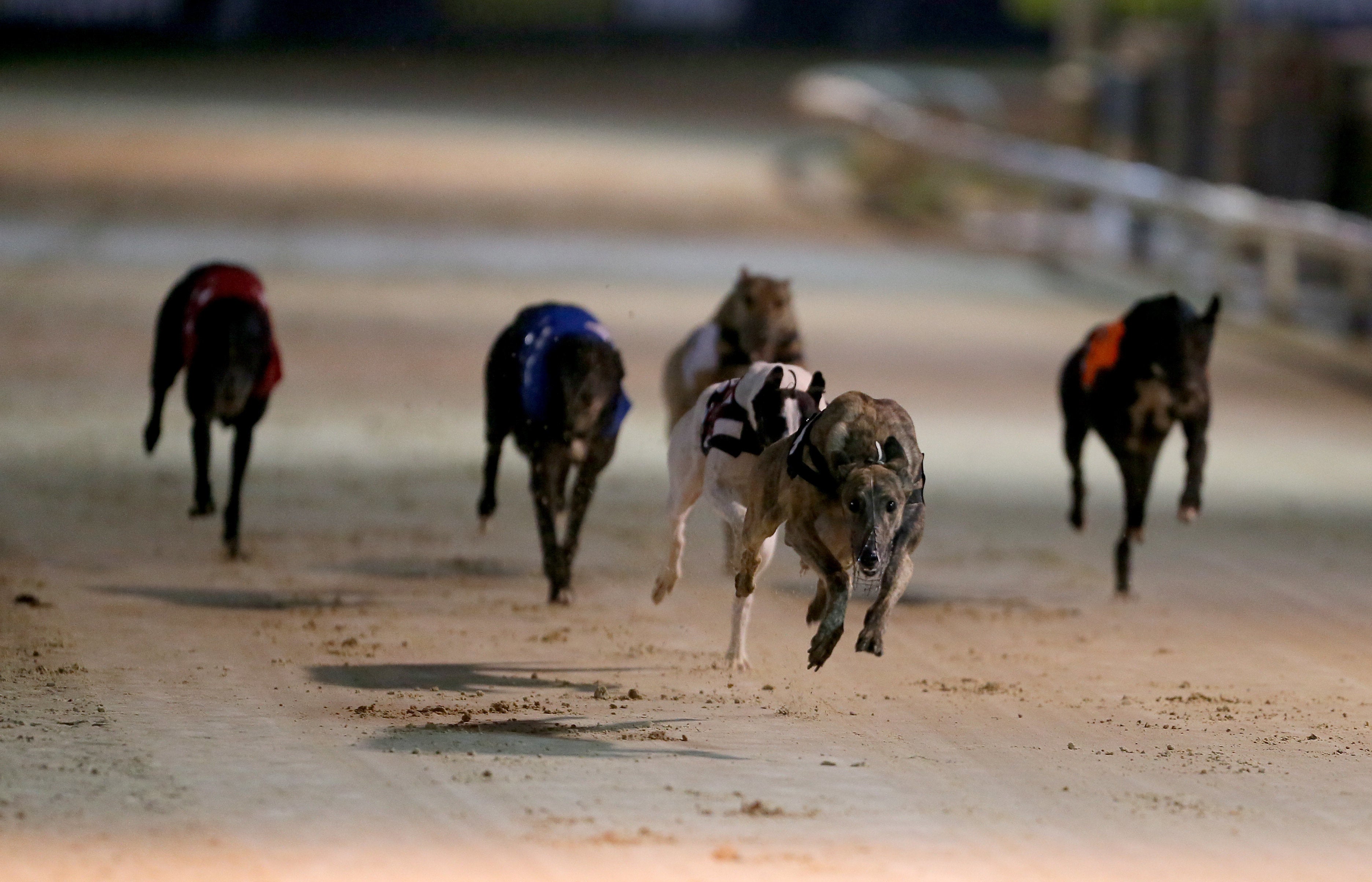 <strong>Ian Lavery owns greyhounds but did not declare an interest in Parliament, it is claimed</strong>