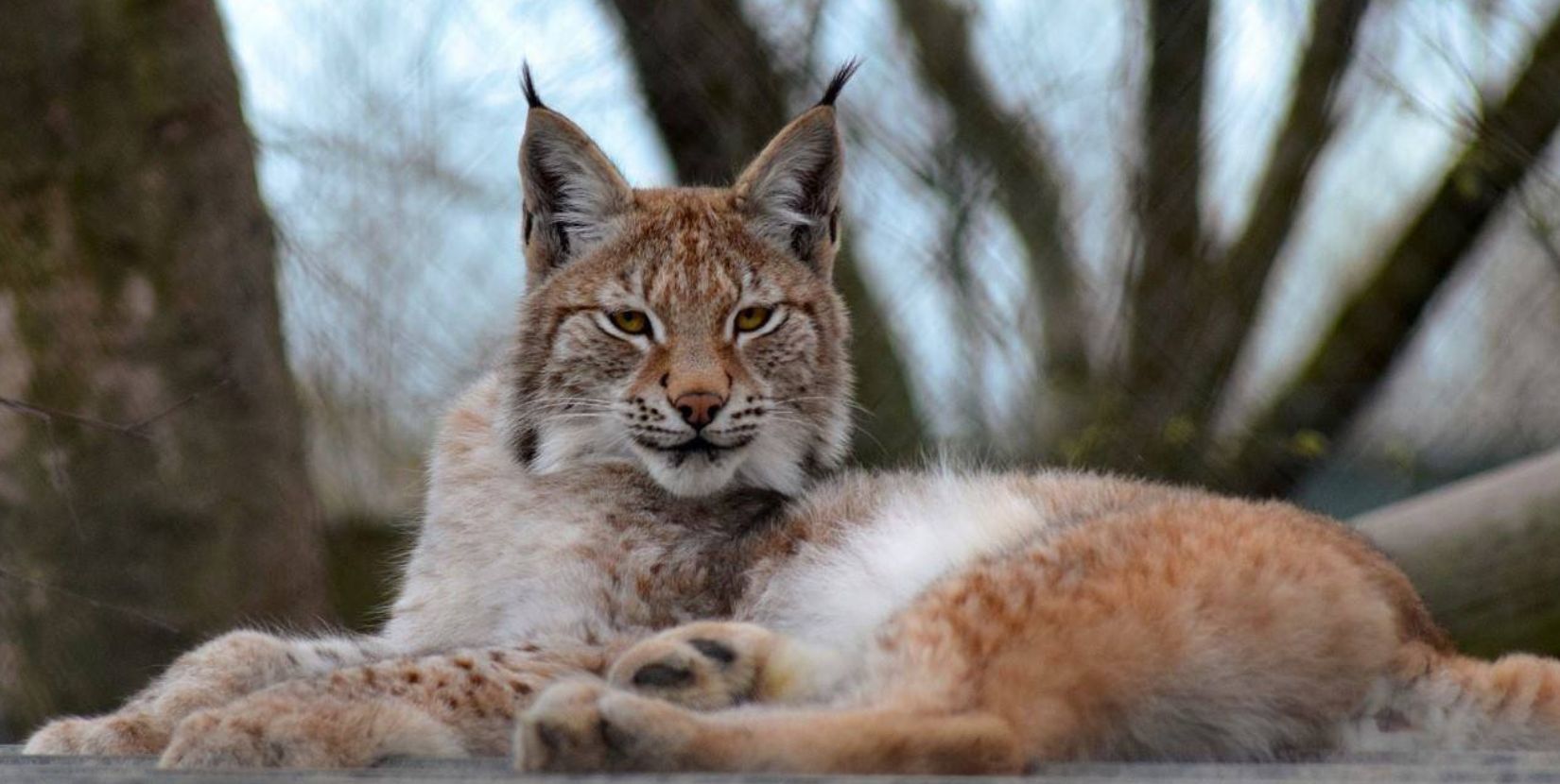 <strong>A lynx is missing from a Wales wildlife park</strong>