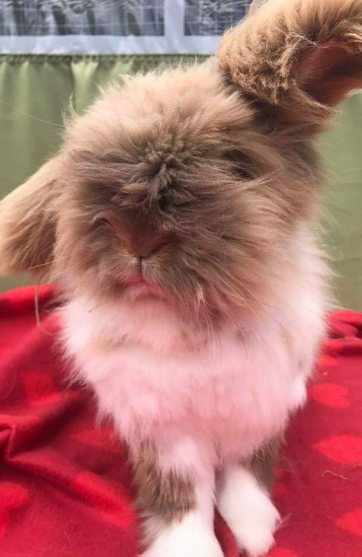 <strong>Teddy the rabbit's mutilated body was found by his family earlier this week.</strong>