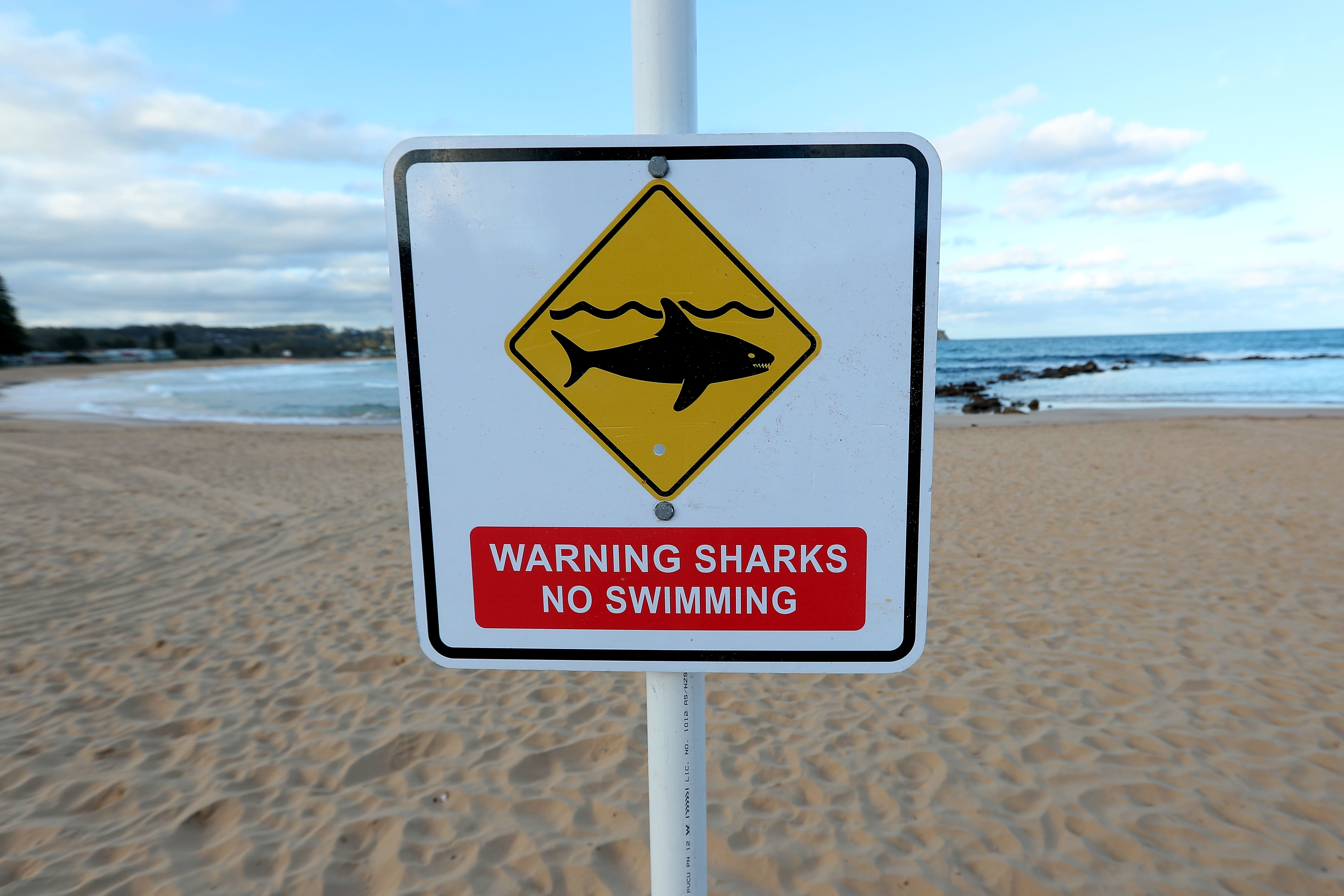 <strong>Avoca beach was closed after a surfer was attacked</strong>