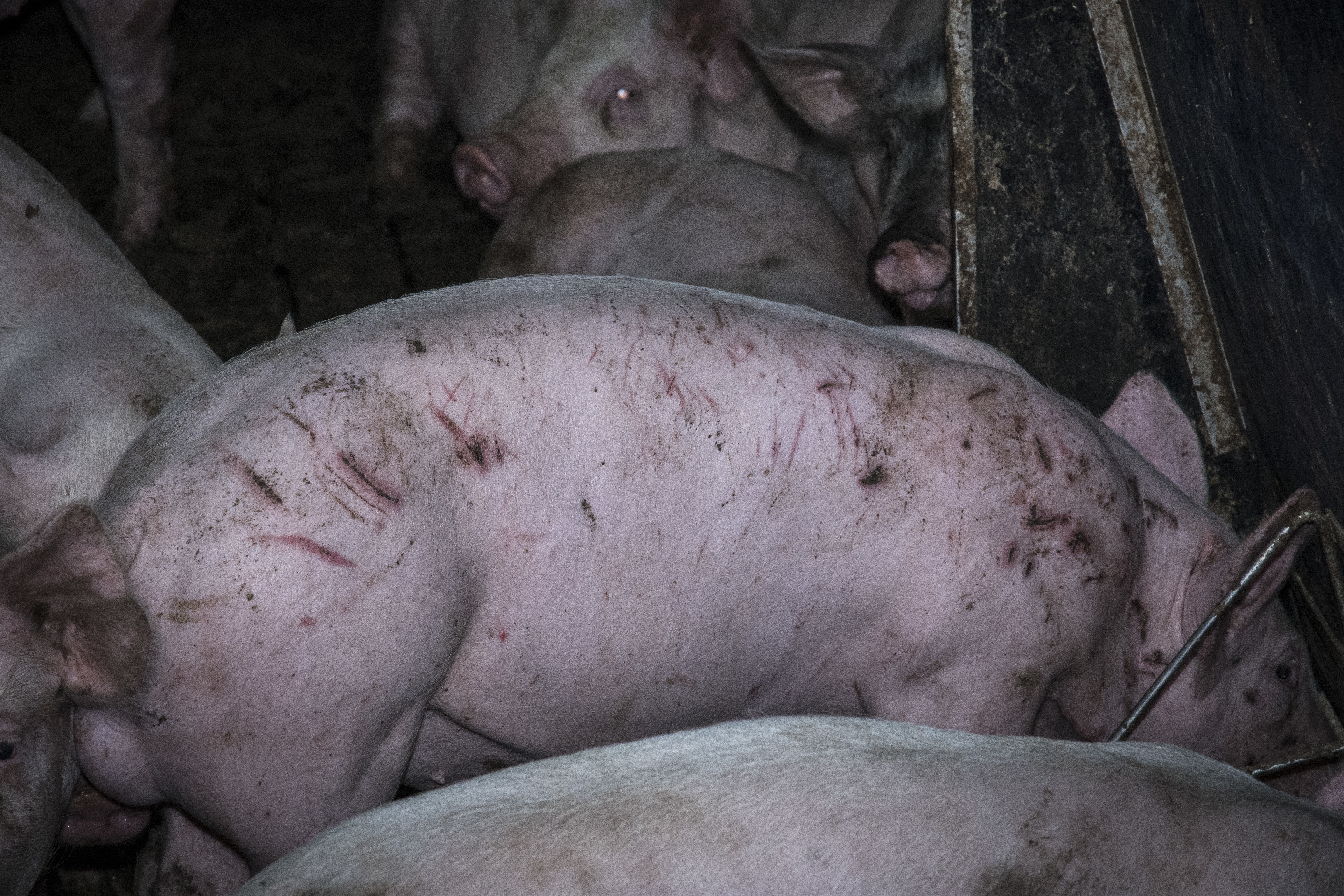 <strong>Activists said they found 'heavily' scarred animals at Poplar Farm.</strong>