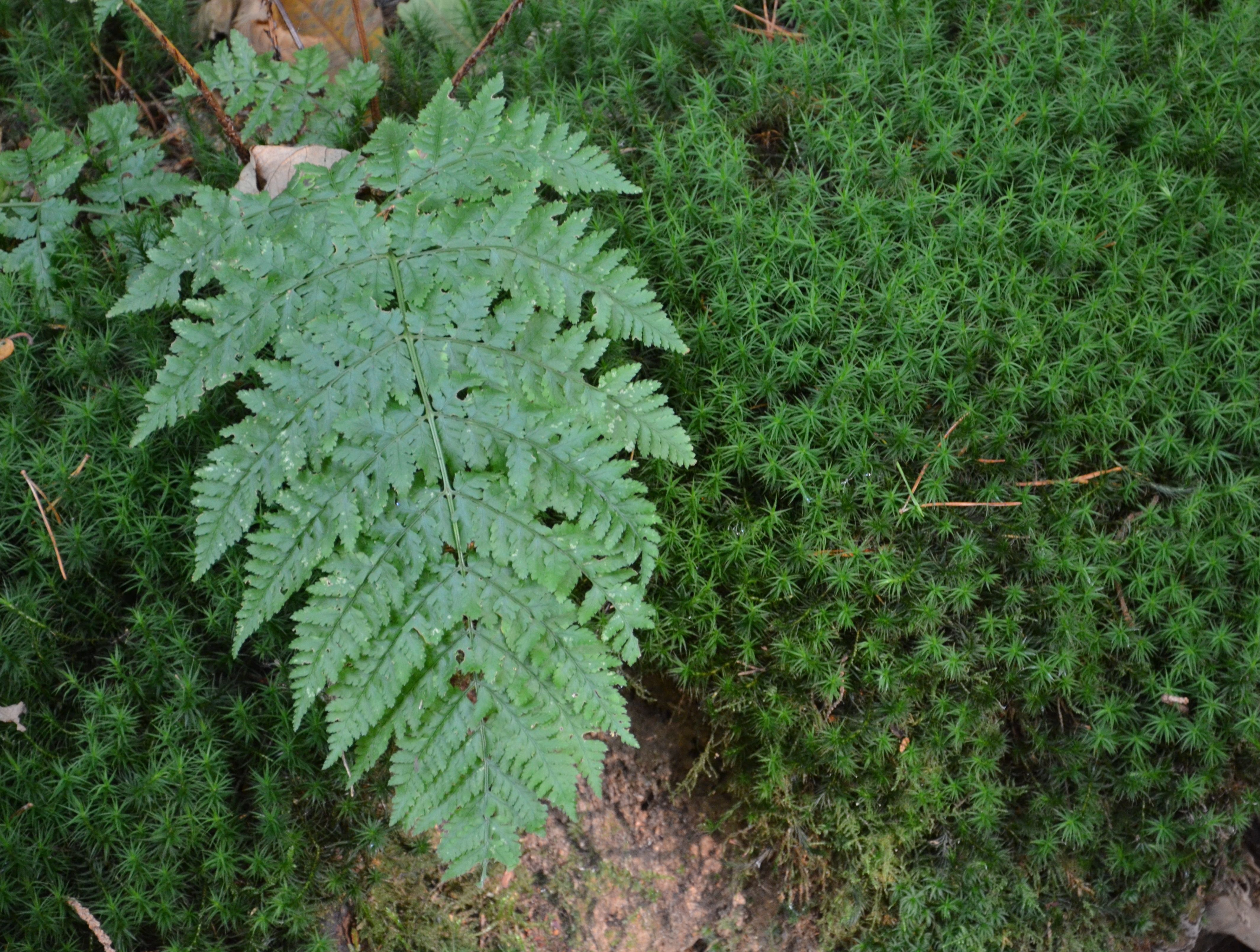 Forest Floor