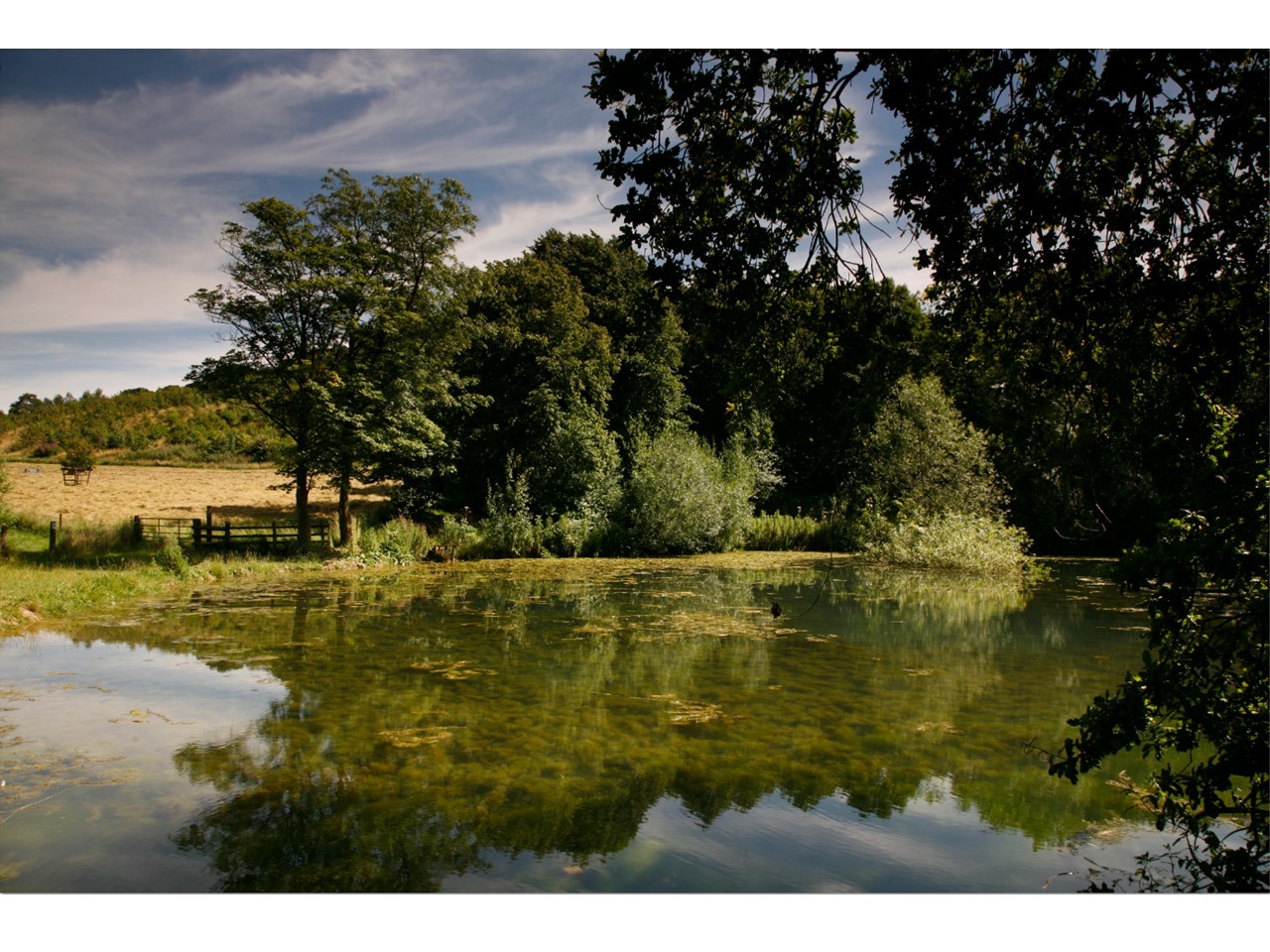 The range of habitats created in the National Forest, including meadows, wood pasture and wetlands, as well as woodlands, is helping to encourage insect populations.