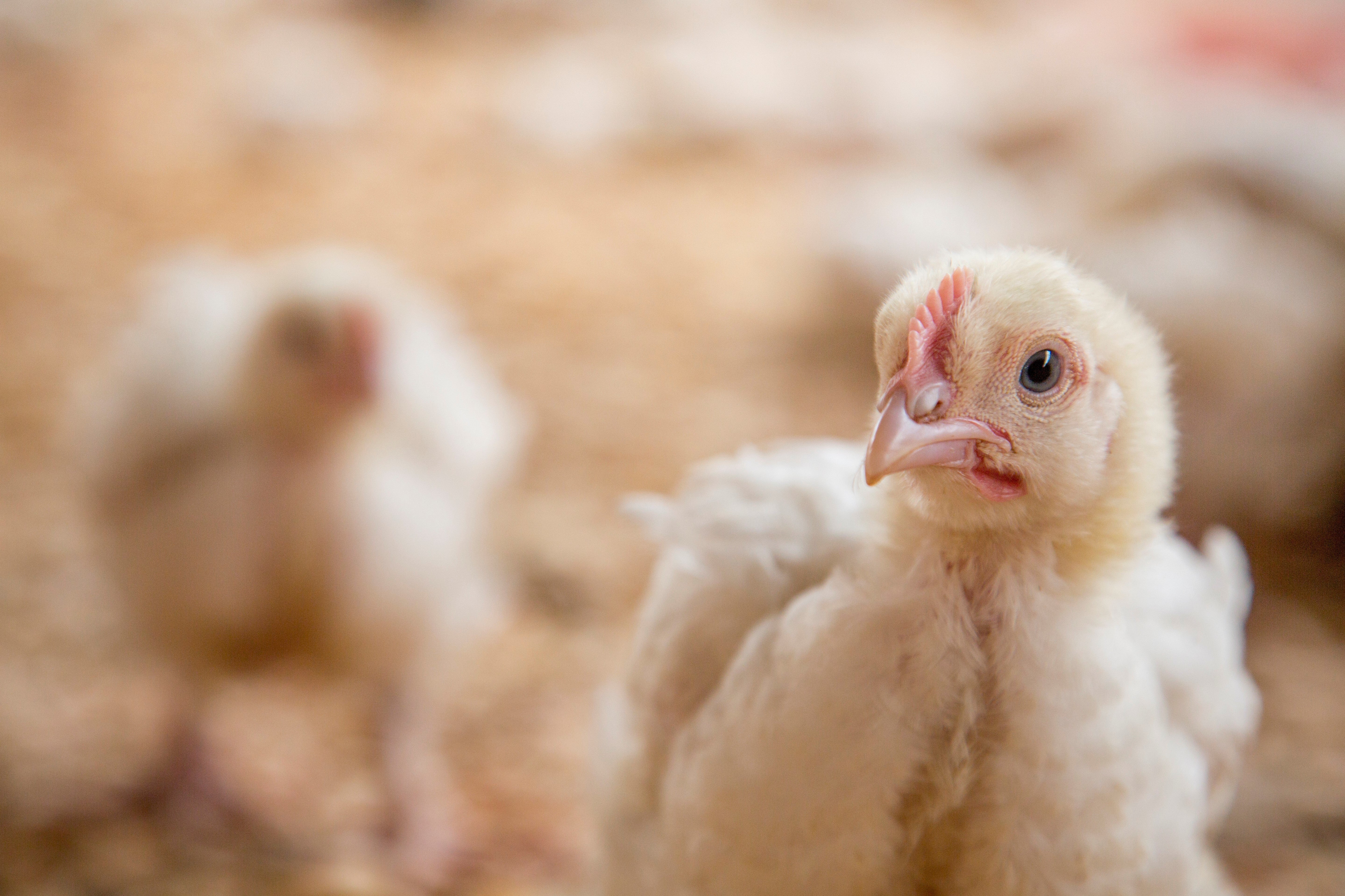 19 day old broiler (meat) chickens in an indoor, deep-litter system