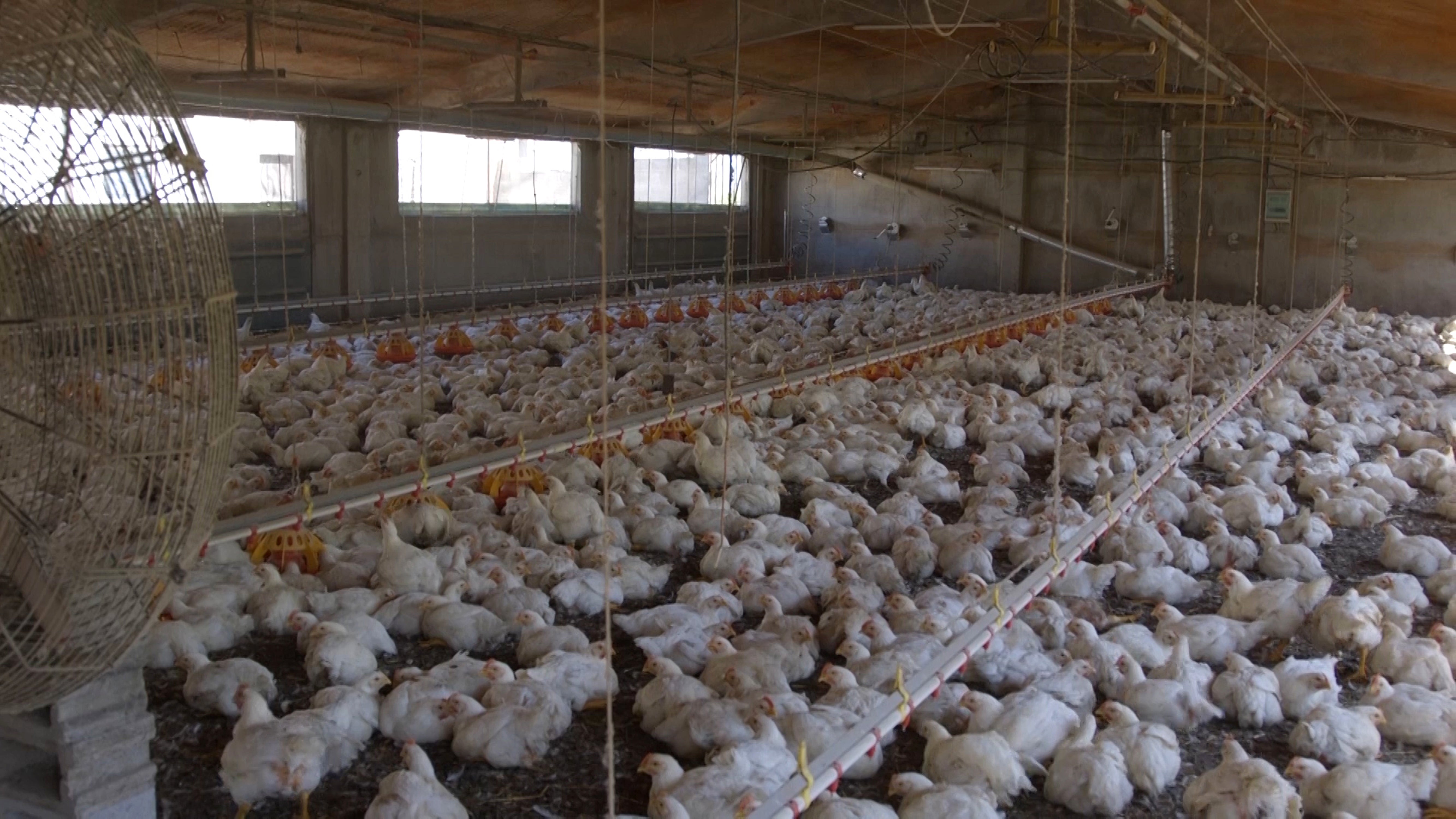 Approximately 28 day old broiler chickens in a commercial indoor system