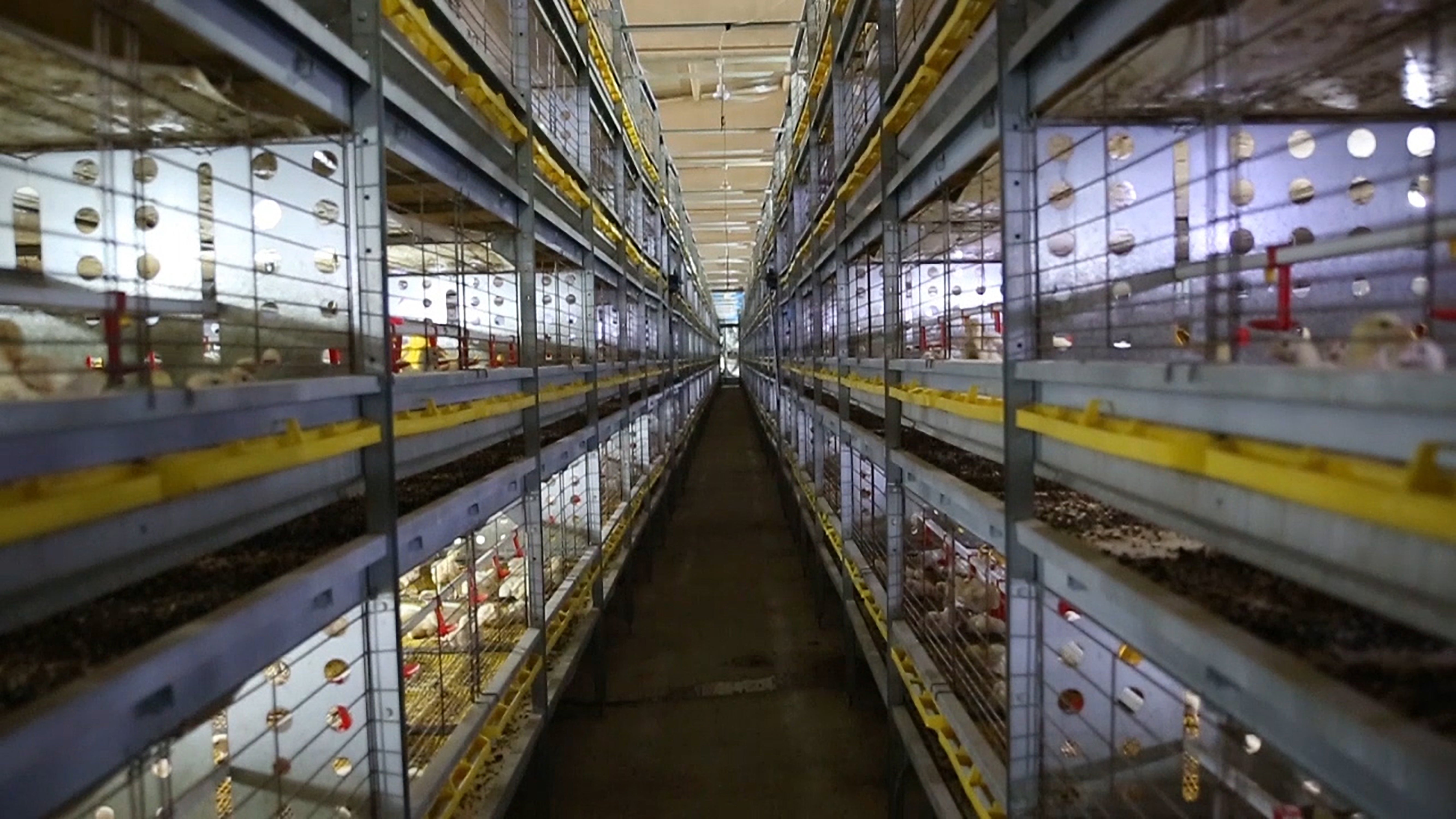 10 day old broiler chickens in caged systems