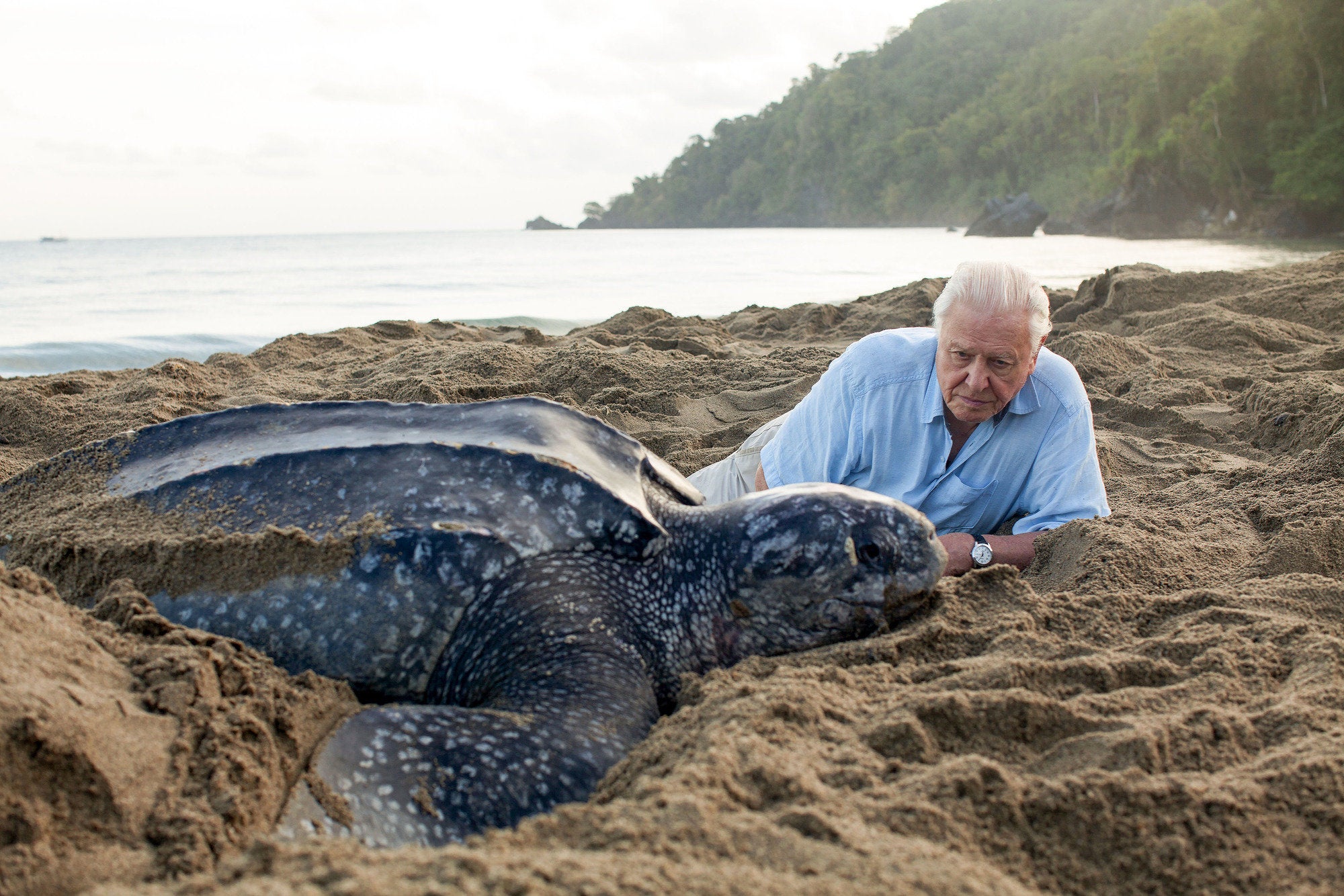 <strong>Sir David Attenborough</strong>