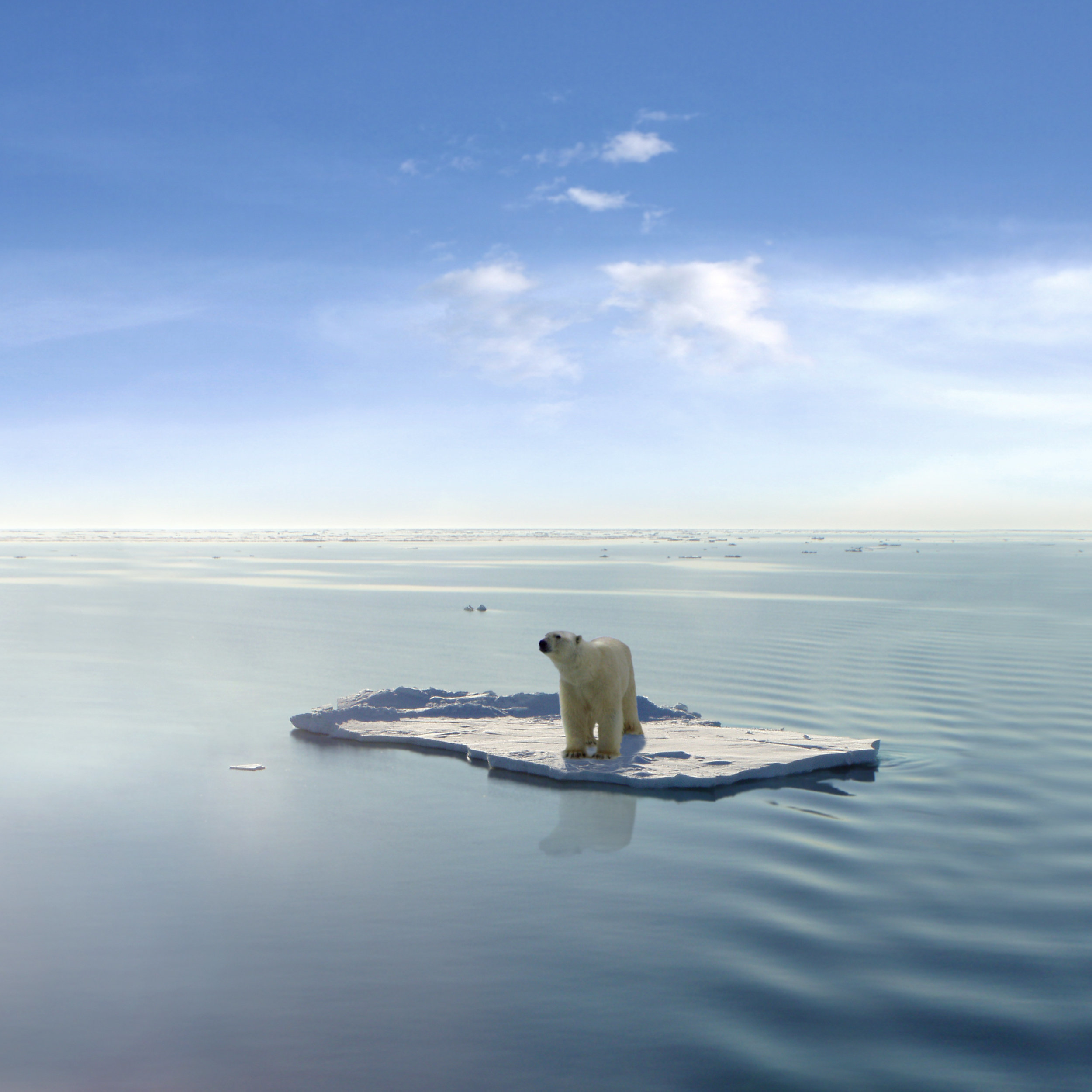 <strong>Polar bears depend on sea ice for hunting</strong>