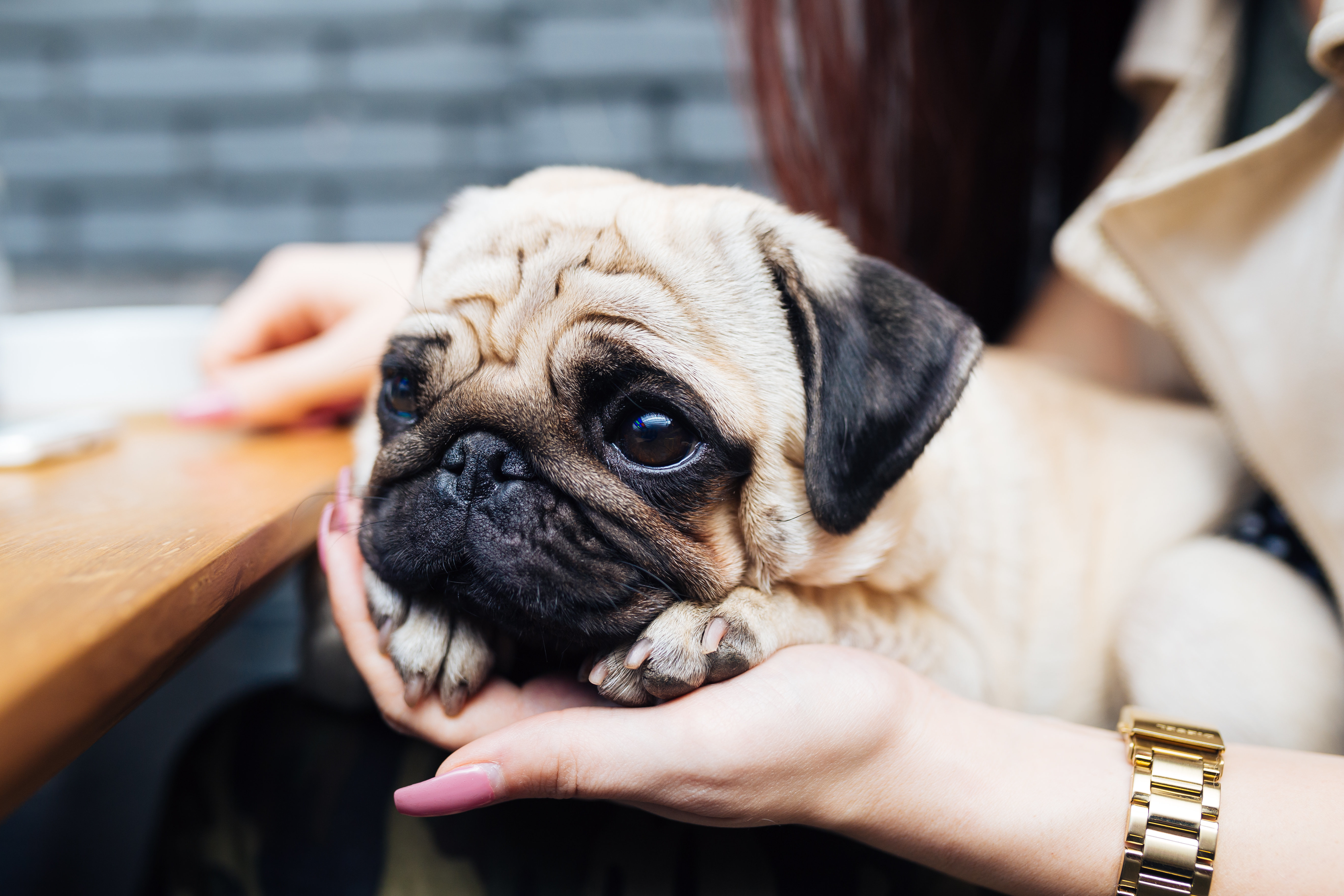 <strong>Ads with pugs fuelling 'welfare crisis' as vets urge companies to stop using flat-faced dogs, such as pugs.</strong>