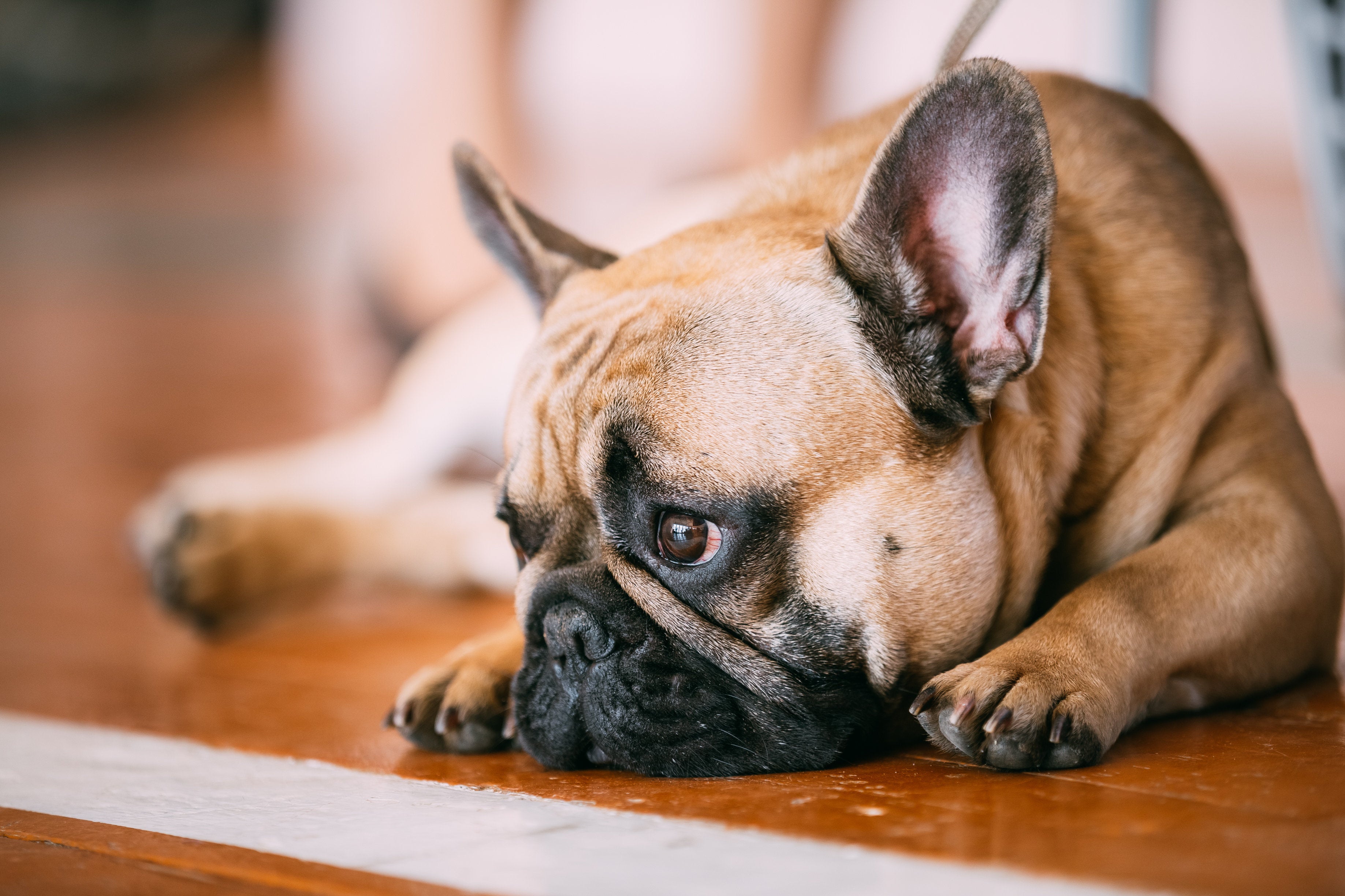 <strong>French bulldogs&nbsp;can have health problems due to intensive breeding.</strong>