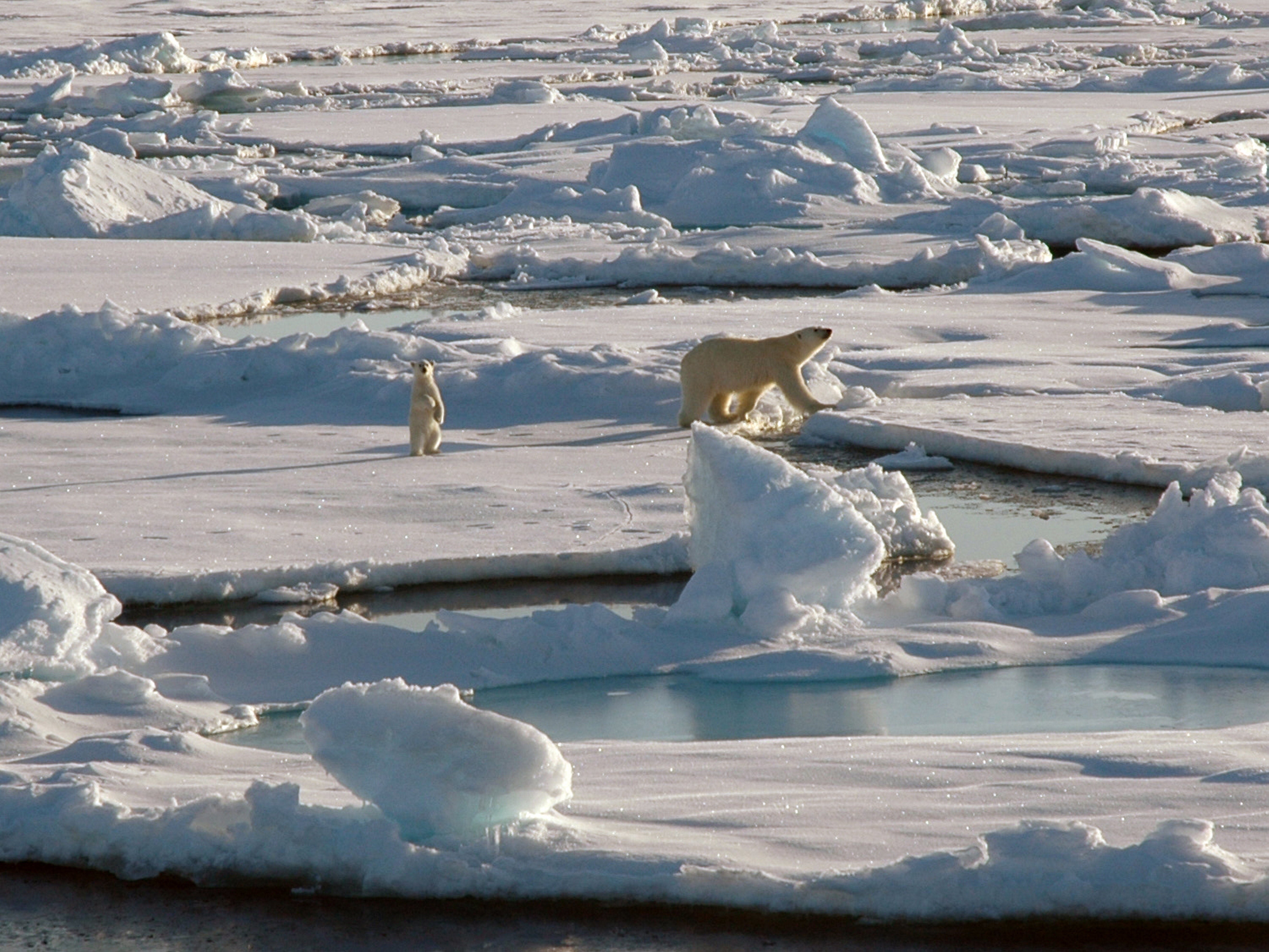 A female polar bear and young cub look forward toward the Healy, Alaska just North of Point Barrow.