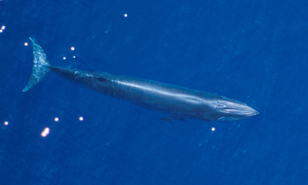 A Critically Endangered Gulf of Mexico Whale