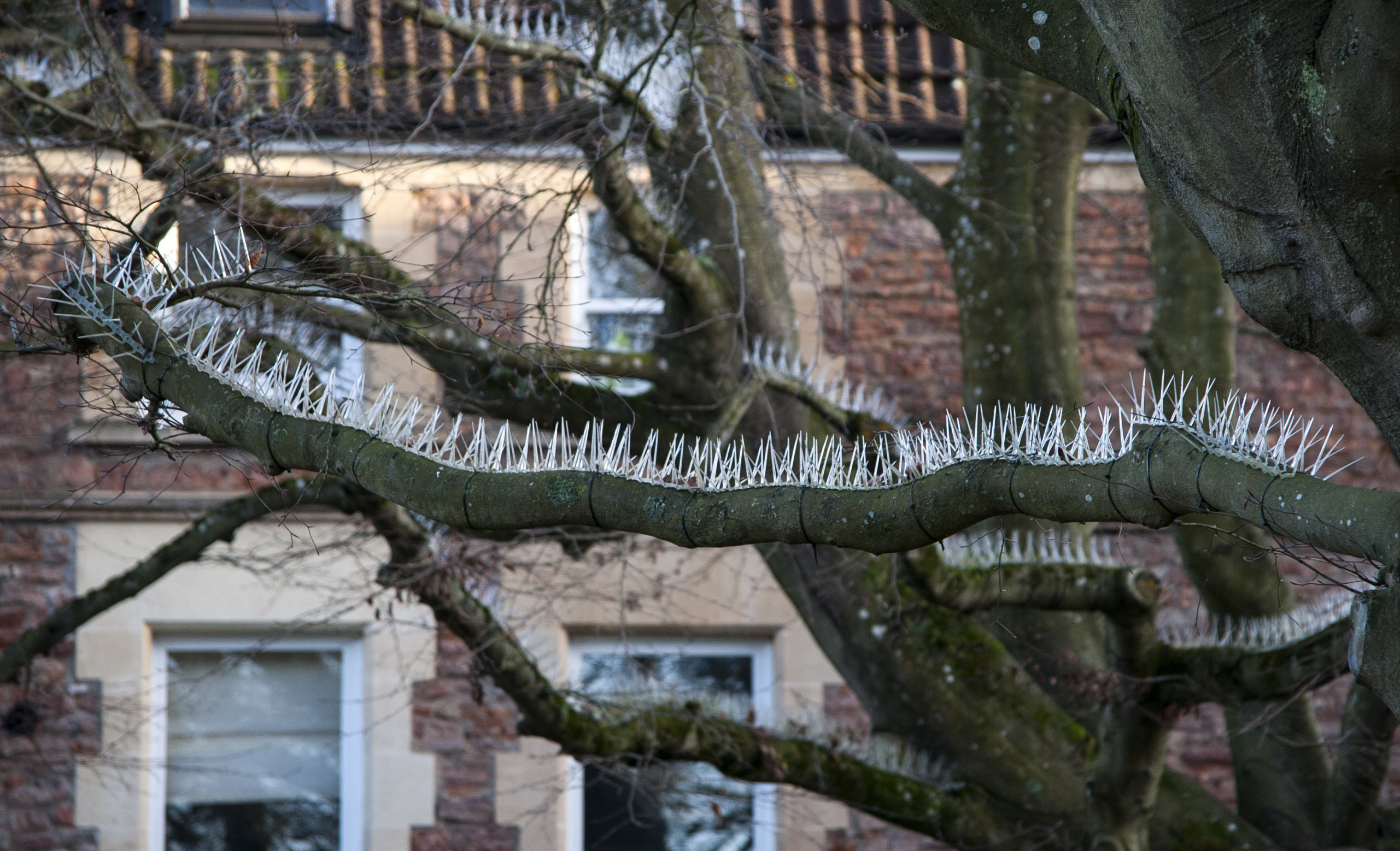 <strong>Pigeon spikes have been fitted to trees overhanging a parking area in a suburb of Bristol&nbsp;</strong>