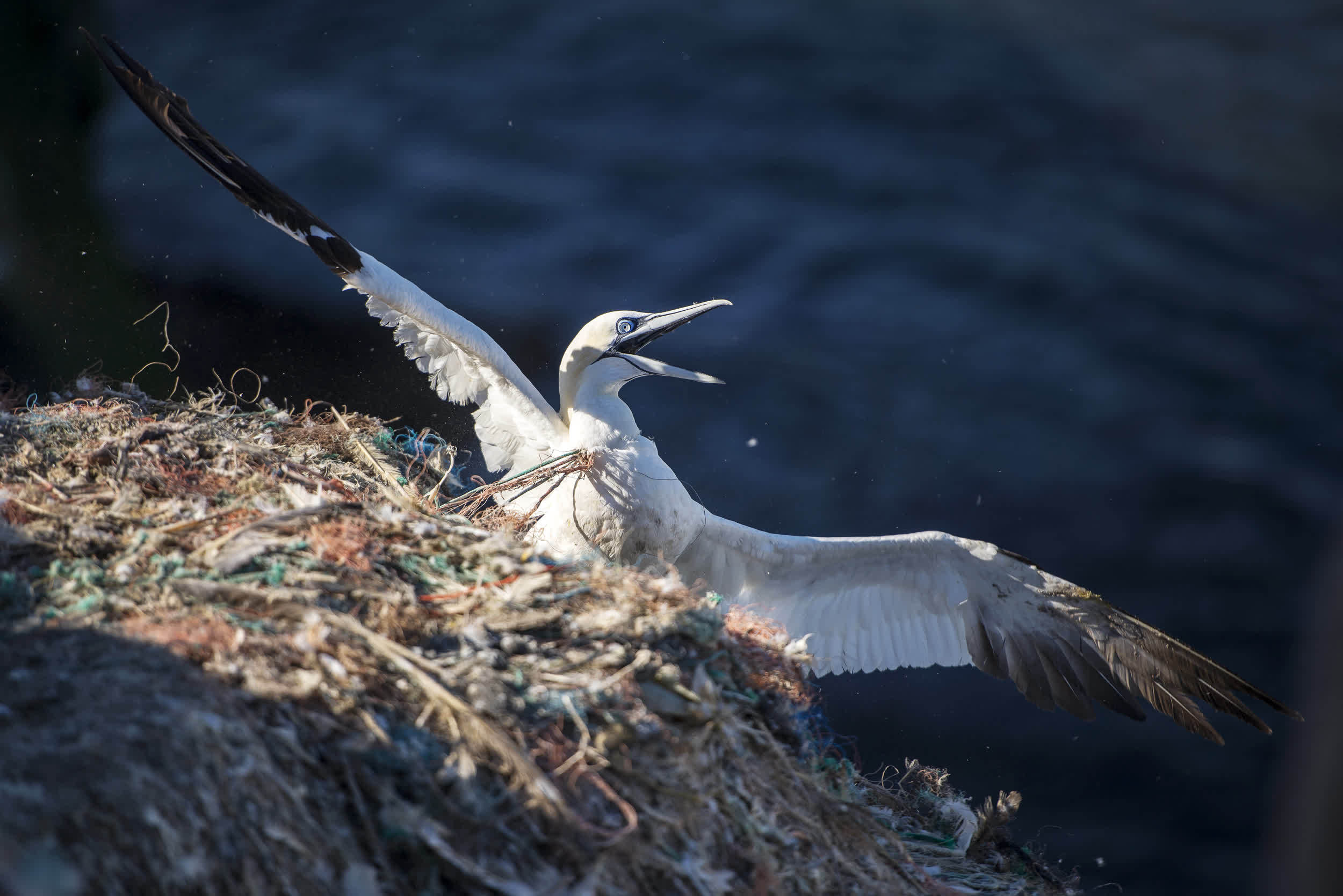 An adult northern gannet on RSPB Grassholm Island entangled in discarded ghost fishing gear, he was rescued by the RSPB